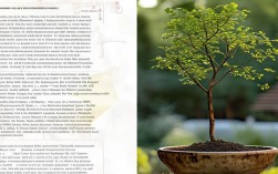 盆栽南洋杉怎么修剪，盆栽南洋杉怎么修剪视频