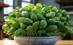 菠菜怎样盆栽，菠菜怎样盆栽最好