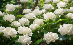 栀子花养殖方法四季，栀子花养殖方法四季图片