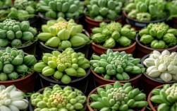 盆栽秋葵花图片，盆栽秋葵花图片大全