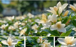 白白兰花养殖方法，白兰花养殖技巧