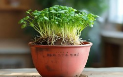 发芽红薯做盆栽，发芽红薯做盆栽可以吗