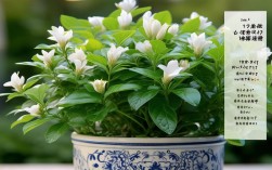 茉莉花可以盆栽吗，茉莉花可以盆栽吗怎么养