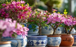 海棠花用啥盆栽好，海棠花用啥盆栽好看