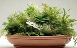 植物创意组合盆栽，植物创意组合盆栽图片