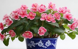 盆栽花卉丽格海棠，盆栽花卉丽格海棠怎么养
