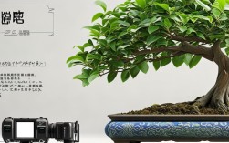 小叶榕树盆栽如何养殖，小叶榕树盆栽如何养殖视频