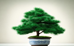 罗汉松盆栽花语，罗汉松盆栽花语是什么