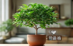 石榴小树可以当盆栽吗，石榴小树可以当盆栽吗视频
