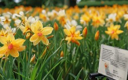 秋季水仙花的养殖方法，秋季水仙花的养殖方法视频