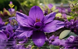 紫檀花养殖，紫檀花养殖方法