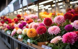盆栽大丽花市场行情，大丽花批发价