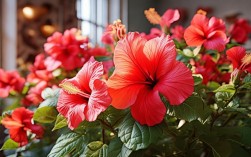 木槿花冬季室内养殖，木槿花冬季室内养殖可以吗