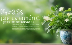 草茉莉盆栽图片，草茉莉盆栽图片大全