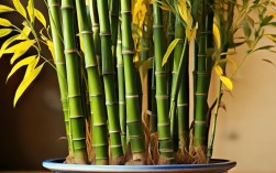 室内盆栽竹子黄叶，室内盆栽竹子黄叶怎么办