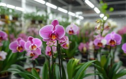 北方兰花养殖，北方兰花养殖贴