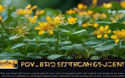 小金鱼草的养殖方法，小金鱼草的养殖方法视频