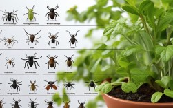 盆栽虫害分类，盆栽虫害分类有哪些