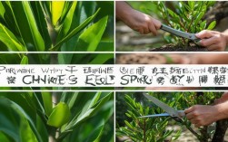 盆栽米兰要剪枝吗，盆栽米兰要剪枝吗视频