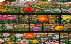 养殖花名大全图片名称，养殖花的品种大全