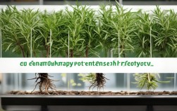 如何水培养护迷迭香盆栽？附图片欣赏与实用技巧