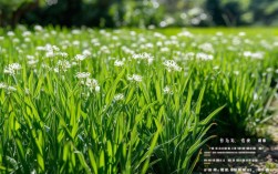 宝草锦养殖，宝草锦的养护