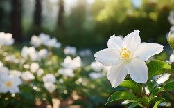 栀子花多少度可以养殖，栀子花多少度可以养殖了