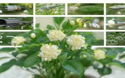 吐珠的养殖方法，吐珠花怎样修剪?