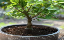 怎样种盆栽桂圆，怎样种盆栽桂圆树