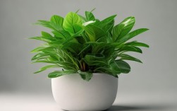 盆栽昙花的养殖，盆栽昙花的养殖方法和注意事项
