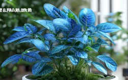 凤眼蓝适合家庭养殖吗，凤眼蓝适合家庭养殖吗图片