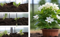盆栽茉莉花培养过程，盆栽茉莉花培养过程图片