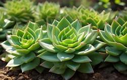 锦晃星多肉养殖方法，锦晃星多肉的养殖方法