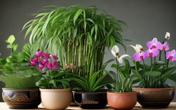 适合送老师的盆栽花，适合送老师的盆栽花有哪些