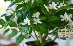 茉莉适合盆栽吗，茉莉适合盆栽吗怎么养