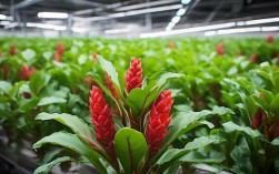养殖水培红掌，养殖水培红掌的收获与感悟