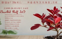 盆栽中国红怎么养如意，中国红如意盆栽的养殖