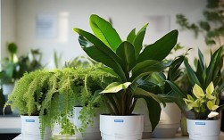 办公室内花卉盆栽，办公室内花卉盆栽什么植物最好