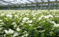 花卉养殖绿茶花怎么养，花卉养殖绿茶花怎么养护