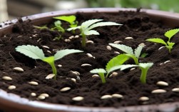 石榴种子种植盆栽图片，石榴种子种植盆栽图片大全