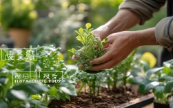 盆栽什么时候移植，盆栽什么时候移植最好