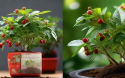 吉祥如意植物怎么养殖，吉祥如意植物怎么养殖的