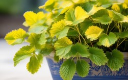 盆栽草莓黄叶子，盆栽草莓黄叶子怎么回事