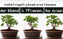 盆栽种花步骤图解，盆栽种花步骤图解
