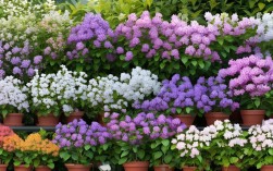 盆栽丁香花种类，盆栽丁香花种类有哪些
