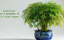 富贵竹盆栽黄了，富贵竹黄了还有救吗