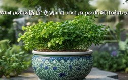 富贵籽用什么盆栽好，富贵籽用什么盆栽好养