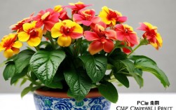 朱缨花能盆栽吗，朱缨花能盆栽吗图片