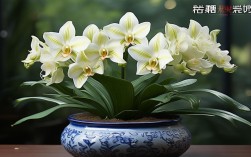 大棵蕙兰用什么盆栽好，大棵蕙兰用什么盆栽好养