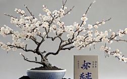梅花盆栽可以活多久，梅花盆栽可以活多久啊